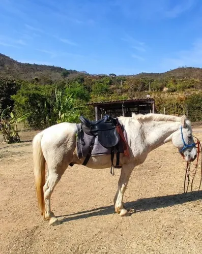 Vendo cavalo manso