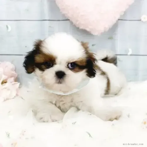 Cachorro filhote bem cuidado Shih tzu/Shitzu