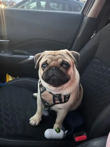 Pug Filhote Alegre e Vacinado