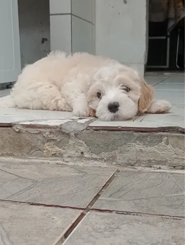 Cachorrinho Poodlee  R$650,00