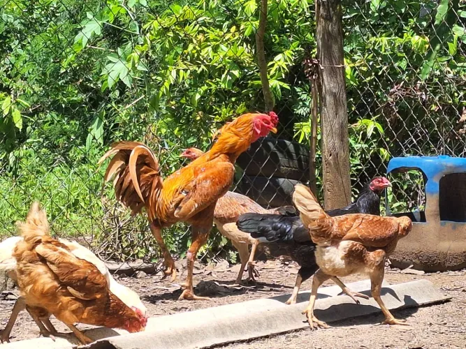 galinha caipira