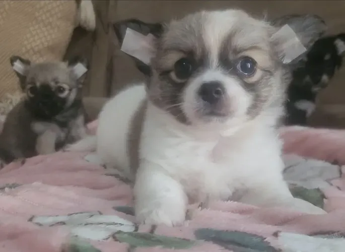 Chihuahua pelo longo