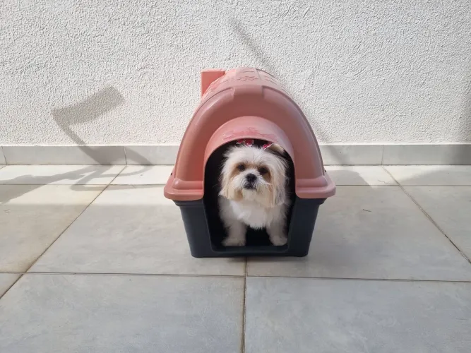 Casinha de cachorro