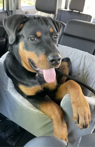 Rottwailer fêmea 4 meses