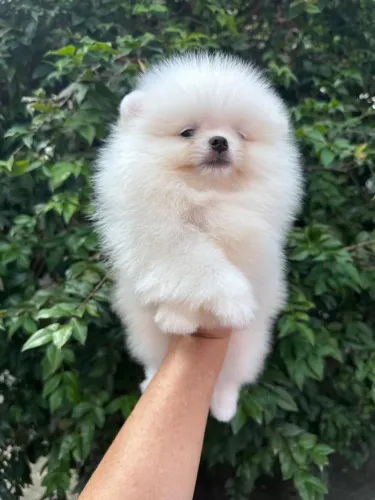 lulu da pomerania 