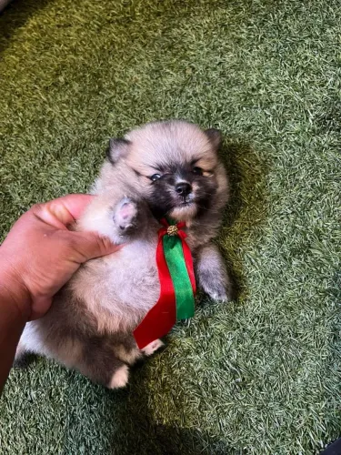 Spitz Alemão lindo demais