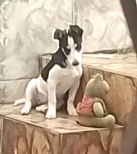 Paulistinha 4 anos muito carinhosa 