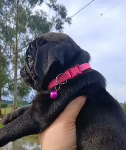 Pug filhotinha