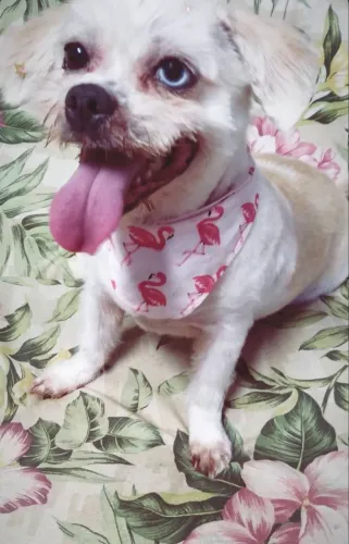 Doação de cachorra