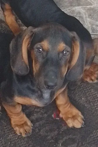 Vendo lindos filhotes orelhudos de darshichund