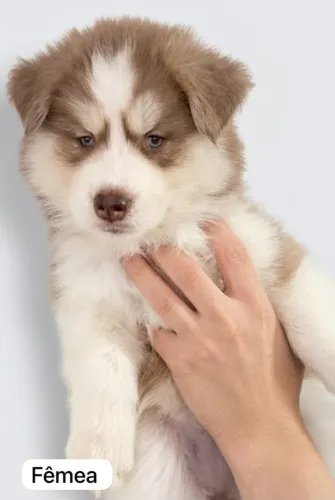 ? Husky Siberiano | Filhotes Lindos e Cheios de Energia