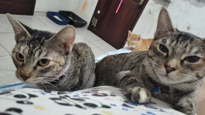 Gatinhos pra adoção 