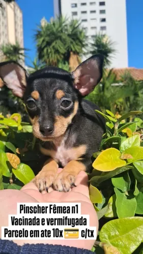 Pinscher fêmea 
