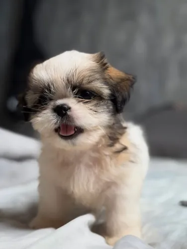 Pequeno no tamanho, gigante no carinho. Shih Tzu filhote!