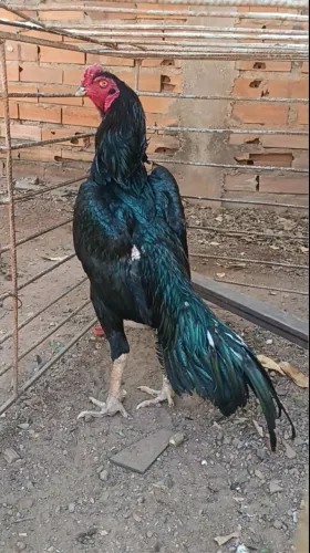 Galo shamo