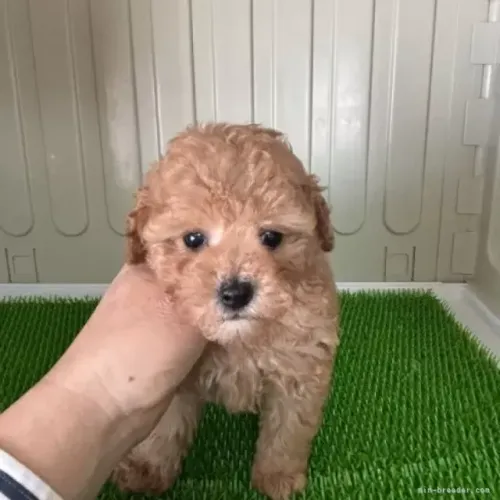 Filhotes pelagem cacheada e bonita Poodle/Pudol/