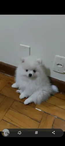 Lulu da pomeranea macho