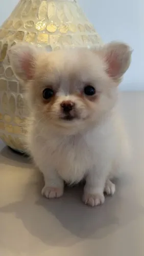 Chihuahua micro. Fofo! Pelagem longa 
