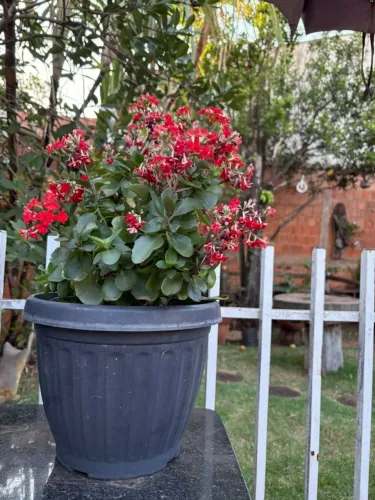 Flor-da-Fortuna