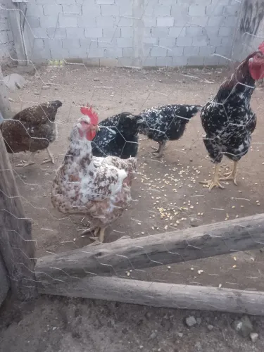 Pintinhos de gsb (foto dos pais)