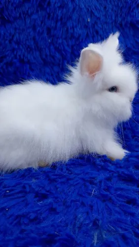 Anão Teddy dwerg ursinho