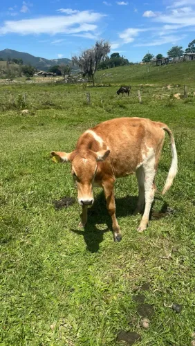 Novilha Mestiça