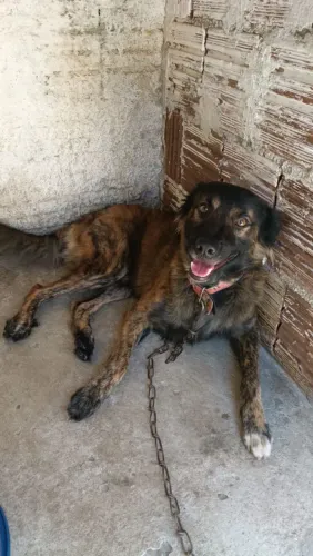 Doação de cachorro 