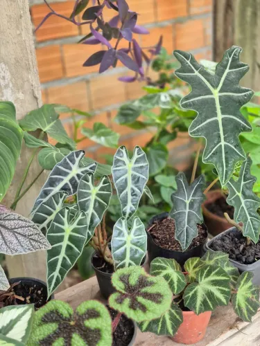 Tenho plantas pra vender vários modelos 