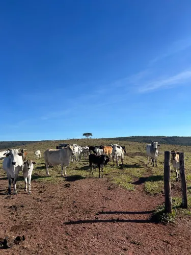 Bezerros e novilhas