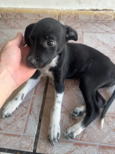 Cachorrinhos pra doação