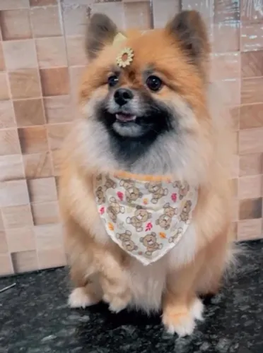 Spitz Alemão Anã fêmea com 50 Dias. Com Pedigree e entrega, cor Laranja