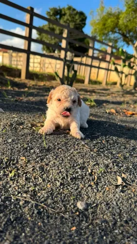Filhotes de Poodle Micro