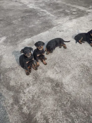 Filhote de Rottweiler o pequeno guardião que também é muito carinhoso