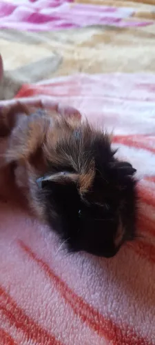 Porquinhos da india 