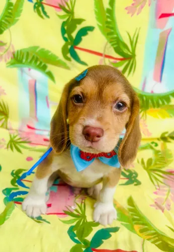 Beagle filhote - fofura pet tricolor chocolate Macho