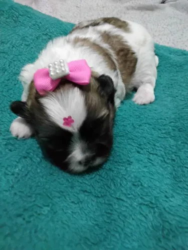 Cachorro 
