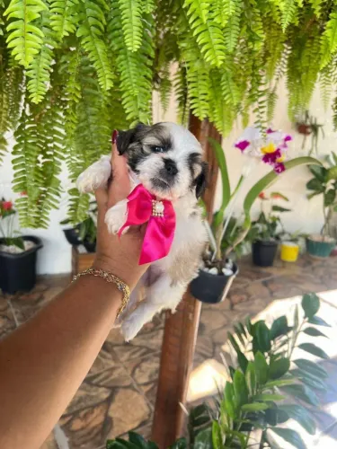 Shih Tzu brincalhão
