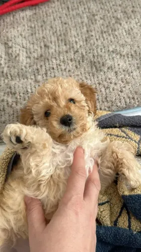 Filhotes de Poodle - Disponíveis com Saúde, Qualidade e Suporte Garantidos