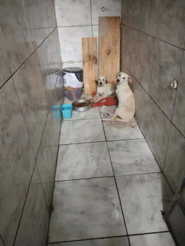 Doação cachorro