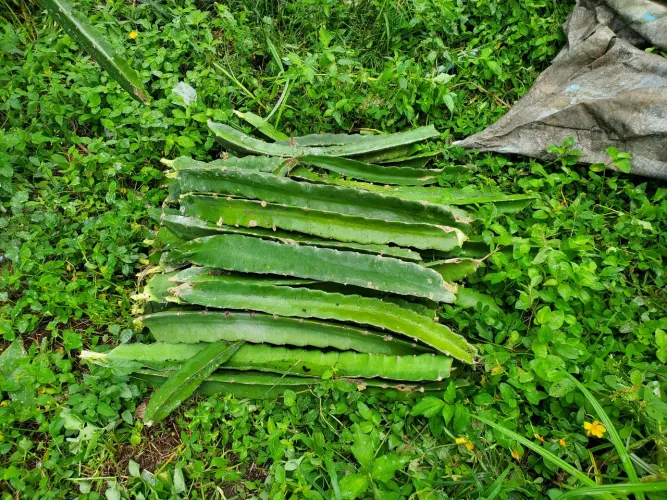 Mudas de pitaya autopolinsavel polpa vermelha 