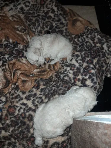 Filhotes de poodle porte pequeno 