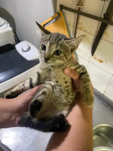 Gatinhos para doação 