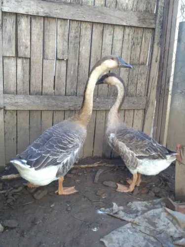 Casal de ganso sinaleiro ( iniciando produção)