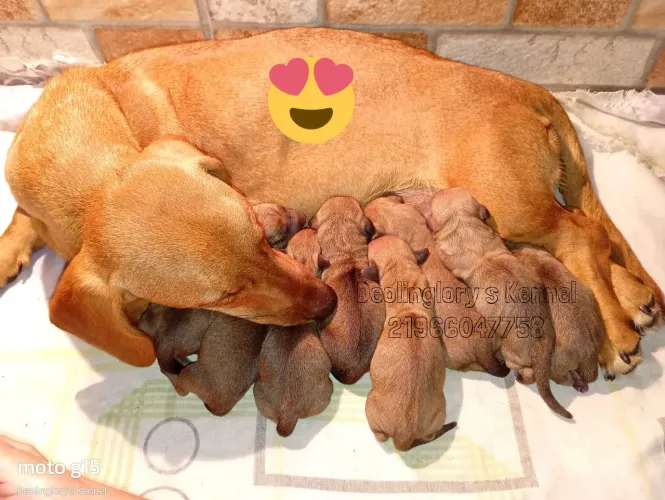 Dachshund para reserva