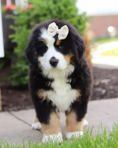 Filhote de Bernese Mountain Dog Com Muito Amor e Lealdade