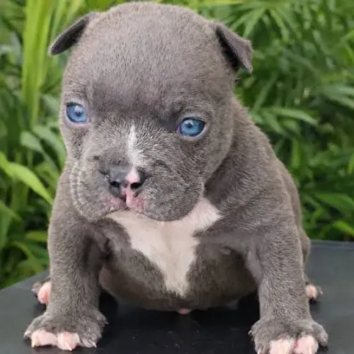 American bully - fêmea blue 