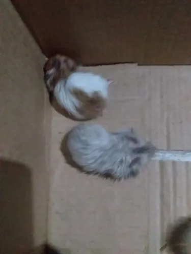 Vende-se hamster angorá