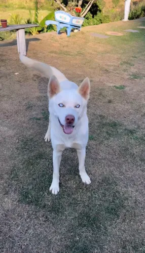 Vendo monta de um Husky