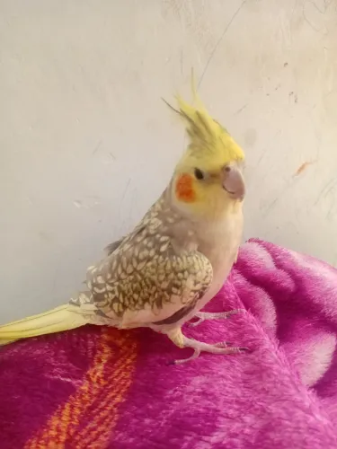 Gaiola
