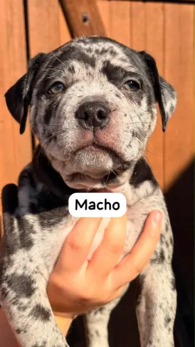 Filhotes American Bully - Genética Padrão 